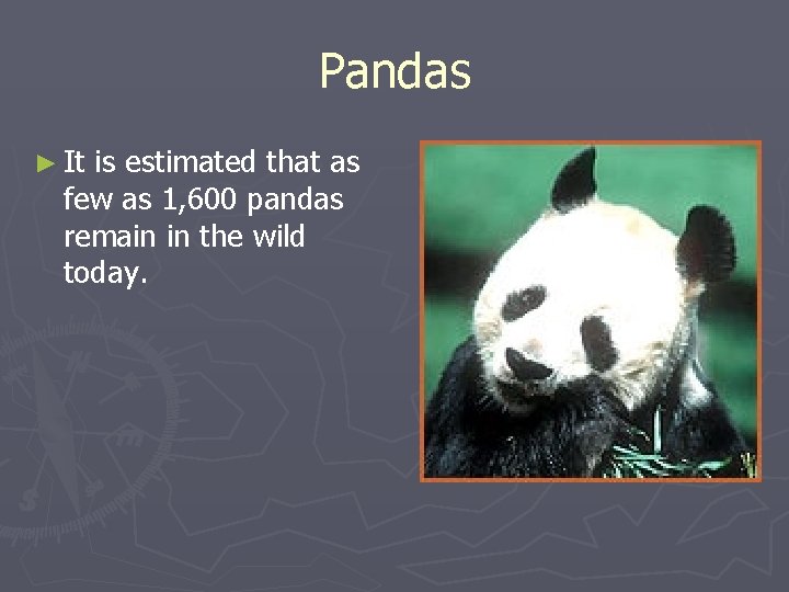 Pandas ► It is estimated that as few as 1, 600 pandas remain in