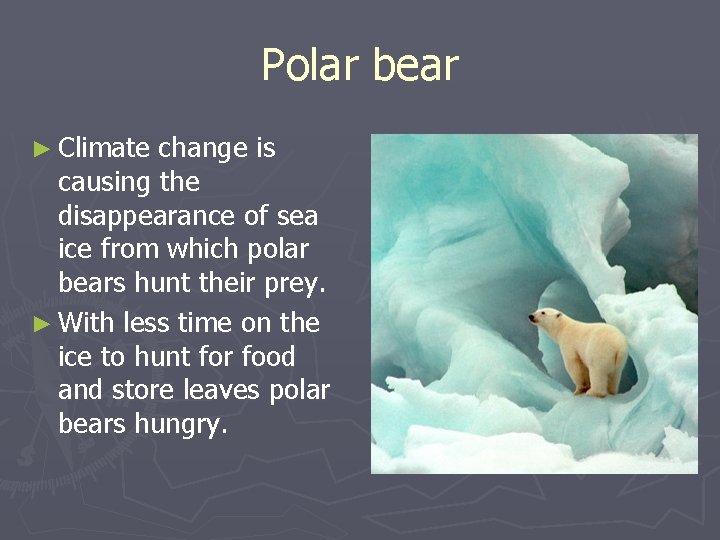 Polar bear ► Climate change is causing the disappearance of sea ice from which