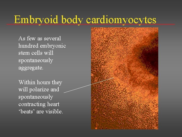 Embryoid body cardiomyocytes As few as several hundred embryonic stem cells will spontaneously aggregate.