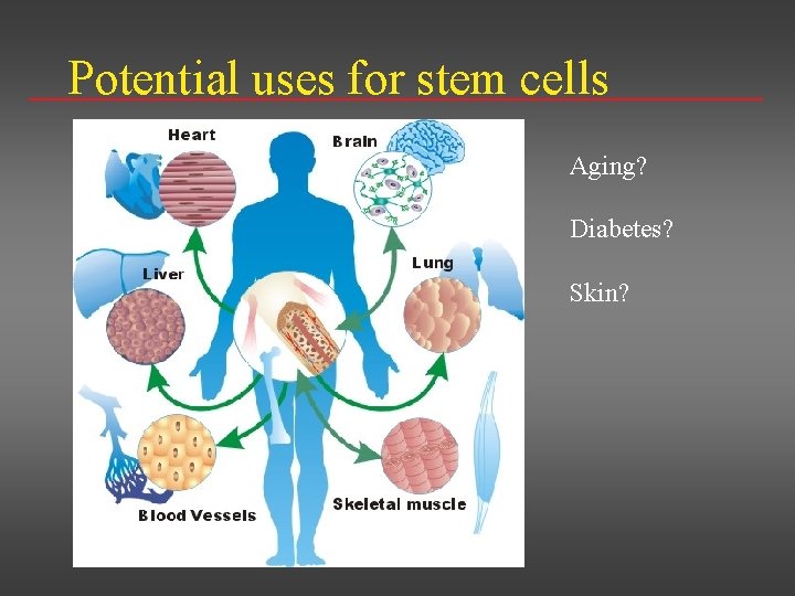 Potential uses for stem cells Aging? Diabetes? Skin? 