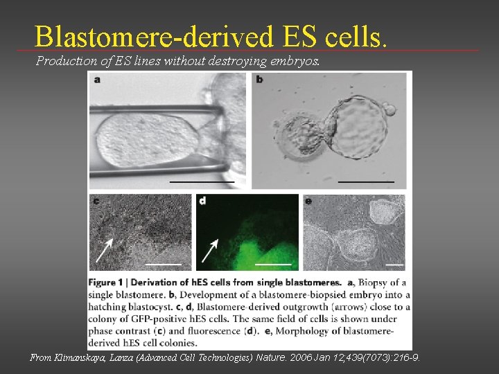 Blastomere-derived ES cells. Production of ES lines without destroying embryos. From Klimanskaya, Lanza (Advanced