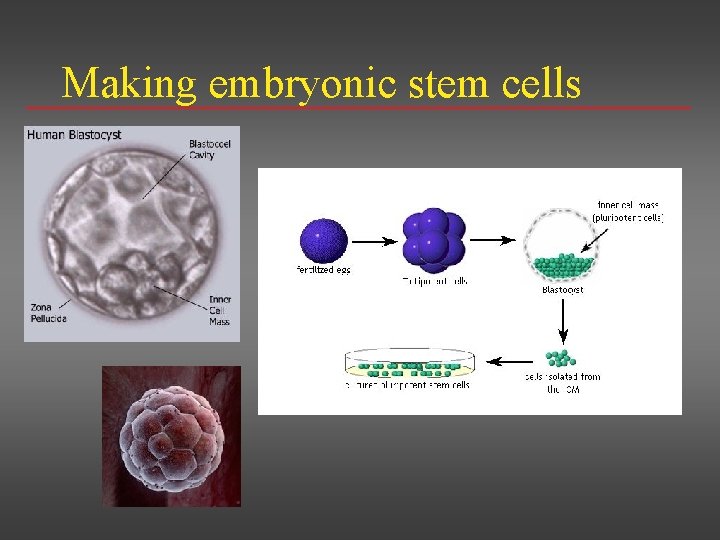 Making embryonic stem cells 