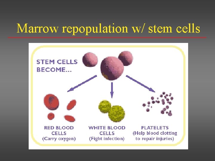 Marrow repopulation w/ stem cells 