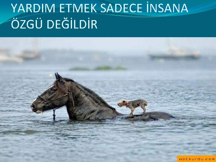 YARDIM ETMEK SADECE İNSANA ÖZGÜ DEĞİLDİR 