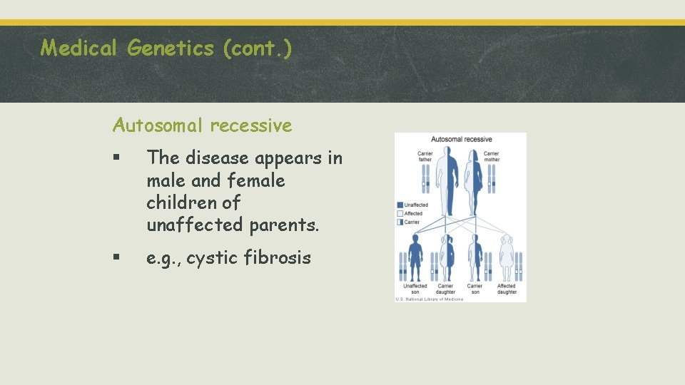 Medical Genetics (cont. ) Autosomal recessive § The disease appears in male and female