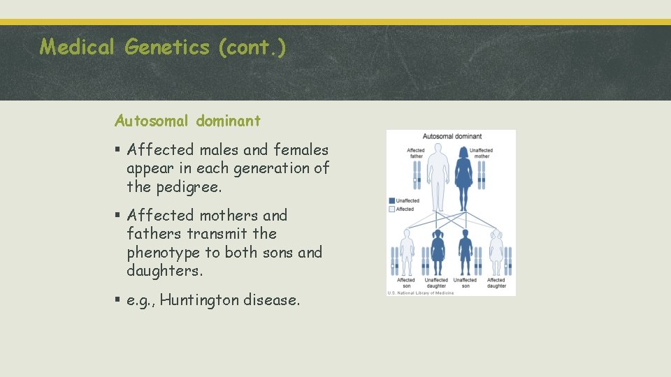 Medical Genetics (cont. ) Autosomal dominant § Affected males and females appear in each