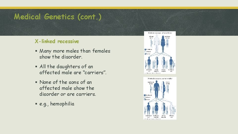 Medical Genetics (cont. ) X-linked recessive § Many more males than females show the