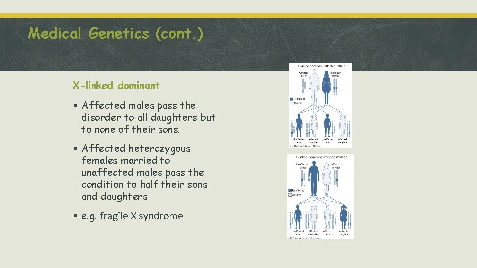 Medical Genetics (cont. ) X-linked dominant § Affected males pass the disorder to all