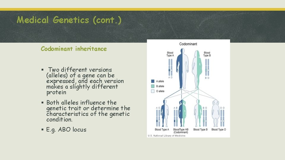 Medical Genetics (cont. ) Codominant inheritance § Two different versions (alleles) of a gene