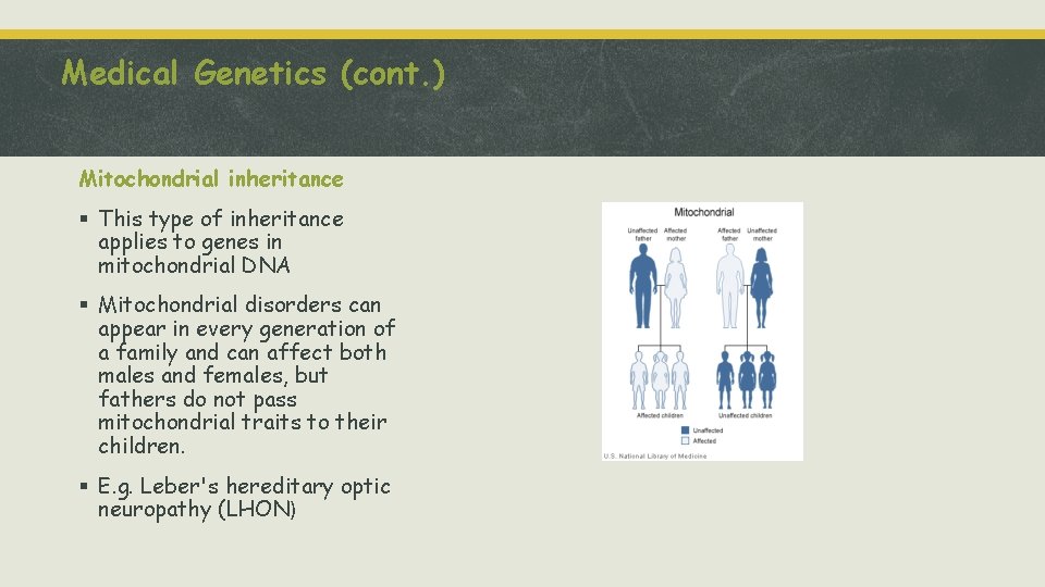 Medical Genetics (cont. ) Mitochondrial inheritance § This type of inheritance applies to genes