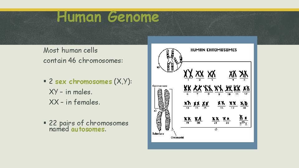 Human Genome Most human cells contain 46 chromosomes: § 2 sex chromosomes (X, Y):