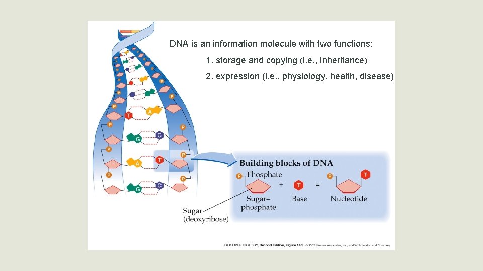 DNA is an information molecule with two functions: 1. storage and copying (i. e.