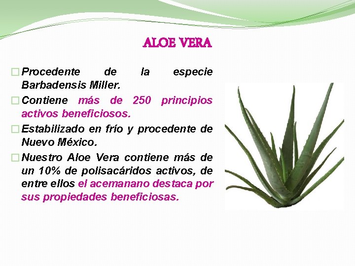 ALOE VERA �Procedente de la especie Barbadensis Miller. �Contiene más de 250 principios activos