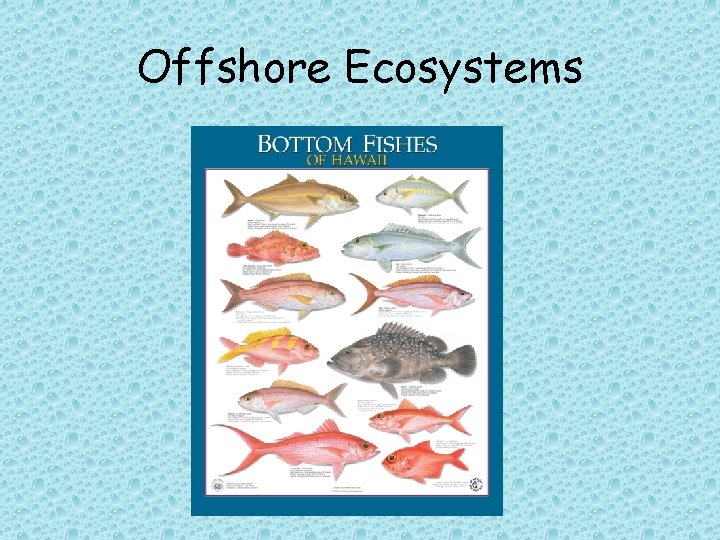 Offshore Ecosystems 