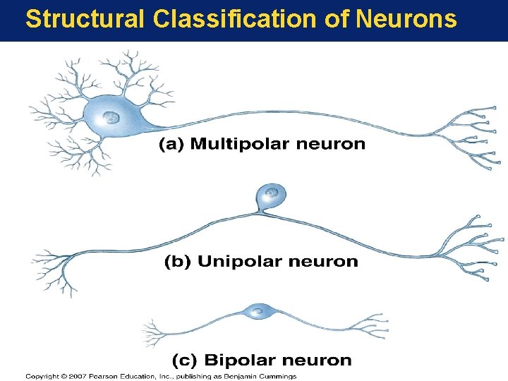 Structural Classification of Neurons 
