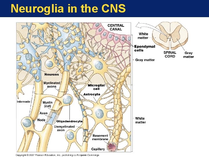Neuroglia in the CNS 