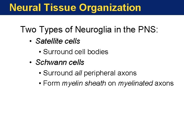 Neural Tissue Organization Two Types of Neuroglia in the PNS: • Satellite cells •