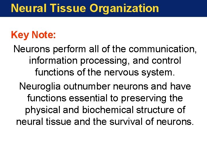 Neural Tissue Organization Key Note: Neurons perform all of the communication, information processing, and