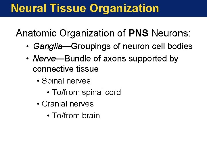 Neural Tissue Organization Anatomic Organization of PNS Neurons: • Ganglia—Groupings of neuron cell bodies