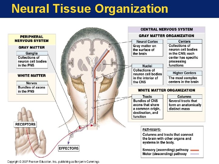 Neural Tissue Organization 