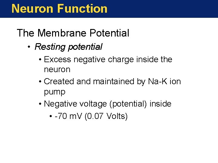 Neuron Function The Membrane Potential • Resting potential • Excess negative charge inside the