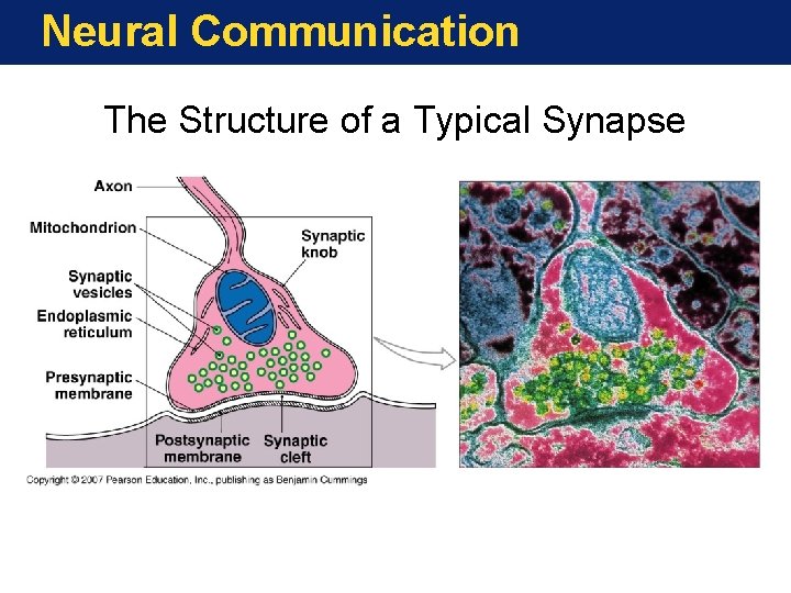 Neural Communication The Structure of a Typical Synapse 