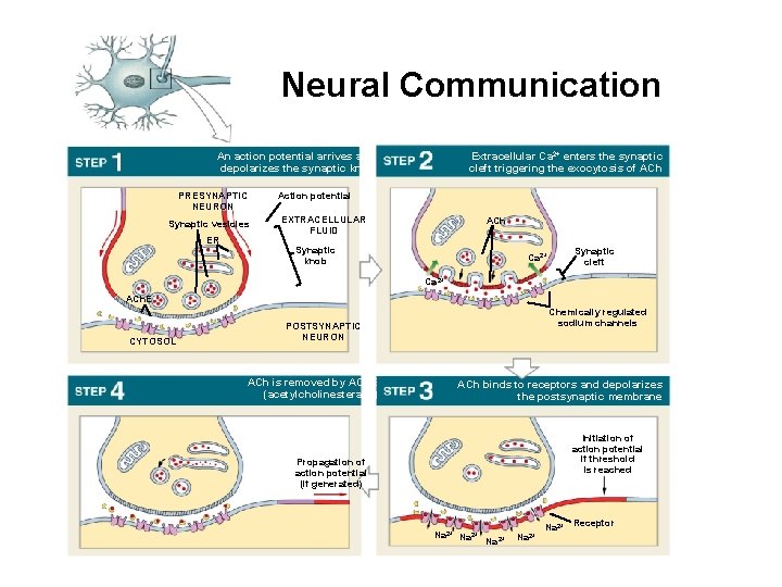 Neural Communication An action potential arrives and depolarizes the synaptic knob PRESYNAPTIC NEURON Synaptic