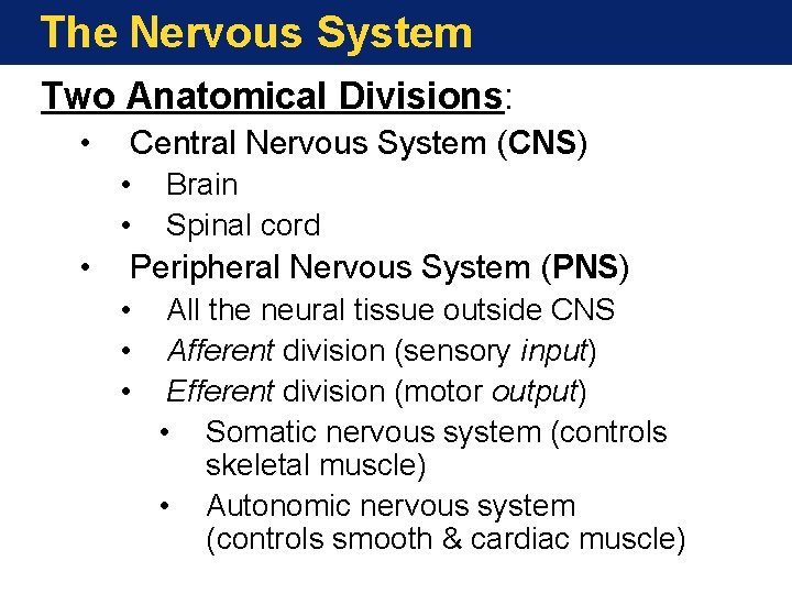 The Nervous System Two Anatomical Divisions: • Central Nervous System (CNS) • • •