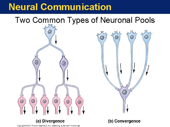 Neural Communication Two Common Types of Neuronal Pools 