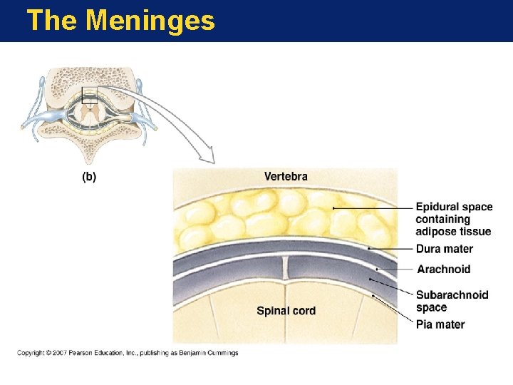 The Meninges 