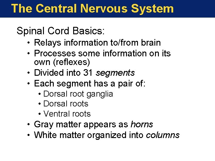 The Central Nervous System Spinal Cord Basics: • Relays information to/from brain • Processes