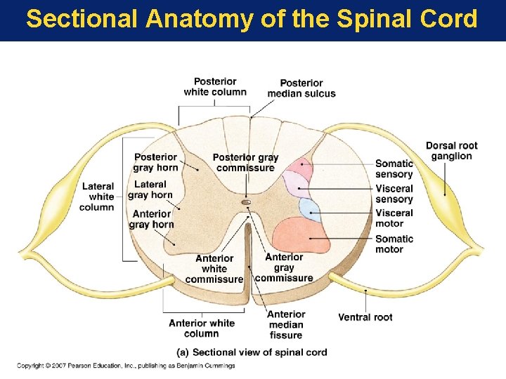 Sectional Anatomy of the Spinal Cord 