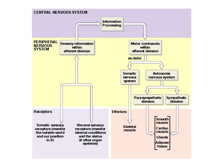 CENTRAL NERVOUS SYSTEM Information Processing PERIPHERAL Sensory information NERVOUS within SYSTEM afferent division Motor