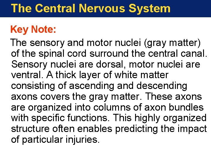 The Central Nervous System Key Note: The sensory and motor nuclei (gray matter) of