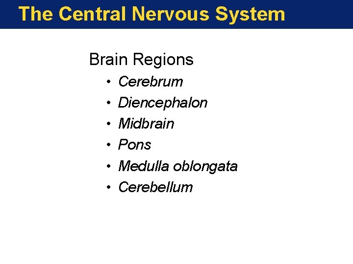 The Central Nervous System Brain Regions • • • Cerebrum Diencephalon Midbrain Pons Medulla