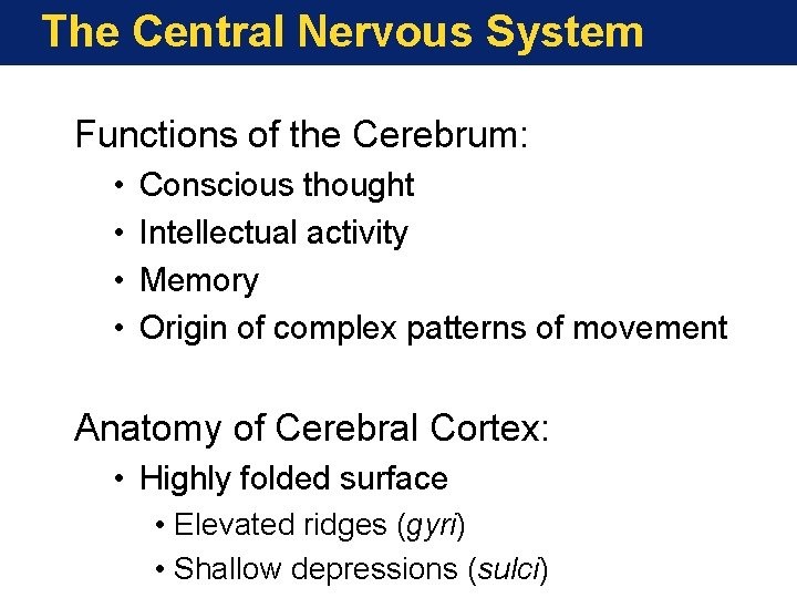 The Central Nervous System Functions of the Cerebrum: • • Conscious thought Intellectual activity