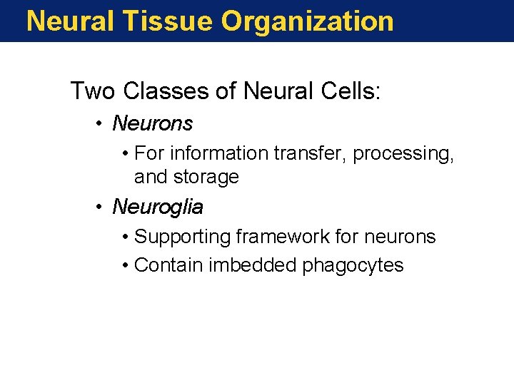 Neural Tissue Organization Two Classes of Neural Cells: • Neurons • For information transfer,