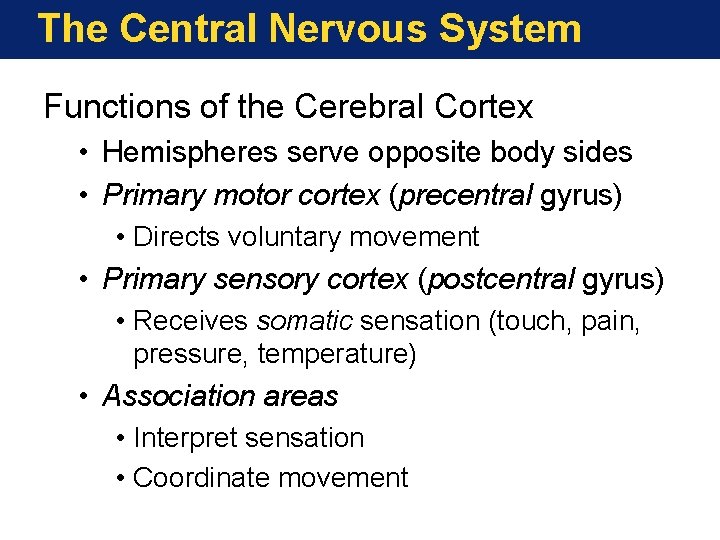 The Central Nervous System Functions of the Cerebral Cortex • Hemispheres serve opposite body