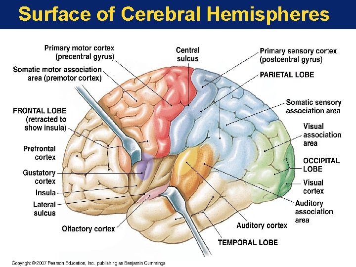 Surface of Cerebral Hemispheres 
