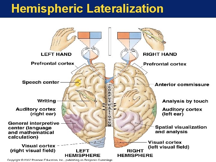 Hemispheric Lateralization 