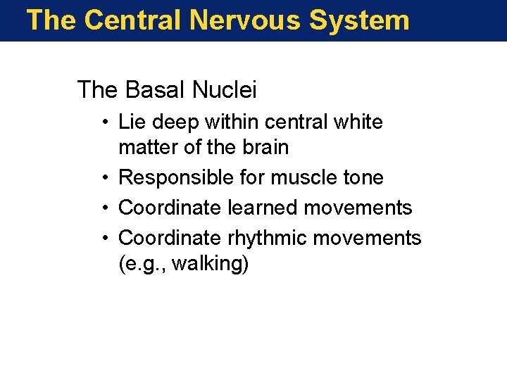 The Central Nervous System The Basal Nuclei • Lie deep within central white matter