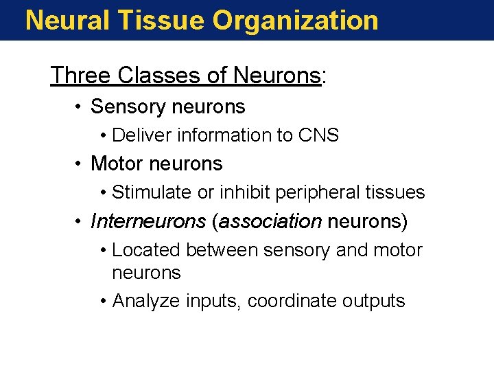 Neural Tissue Organization Three Classes of Neurons: • Sensory neurons • Deliver information to