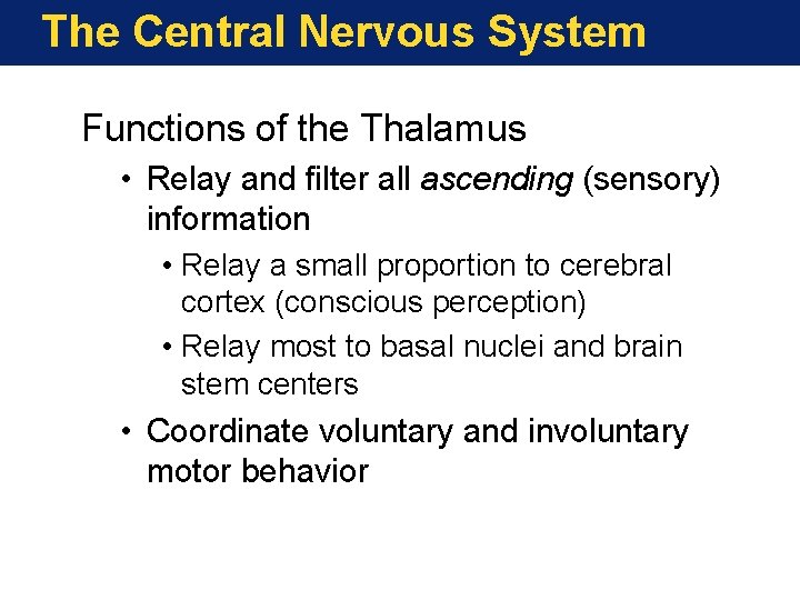 The Central Nervous System Functions of the Thalamus • Relay and filter all ascending