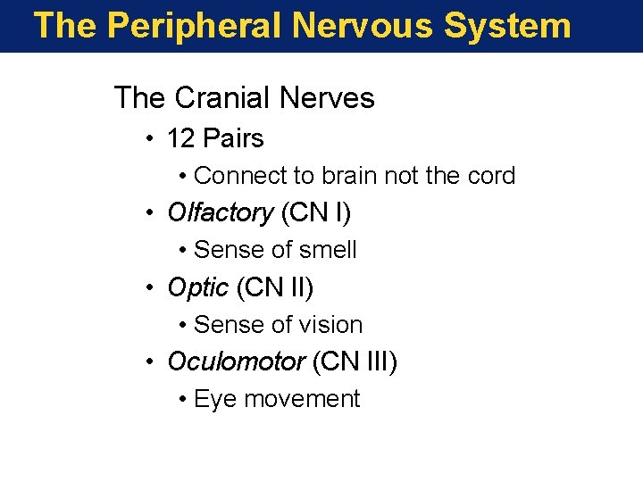 The Peripheral Nervous System The Cranial Nerves • 12 Pairs • Connect to brain