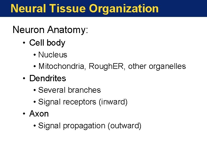 Neural Tissue Organization Neuron Anatomy: • Cell body • Nucleus • Mitochondria, Rough. ER,