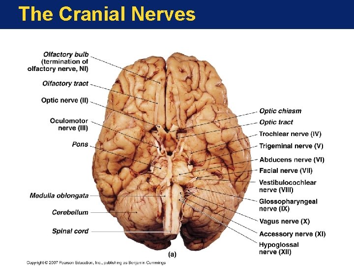 The Cranial Nerves 