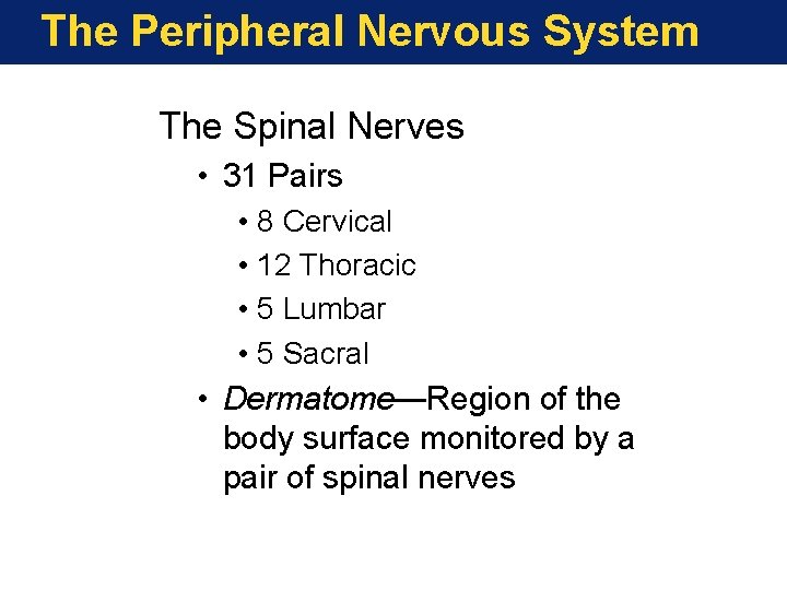 The Peripheral Nervous System The Spinal Nerves • 31 Pairs • 8 Cervical •