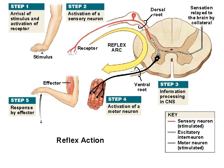 Arrival of stimulus and activation of receptor Activation of a sensory neuron Receptor Sensation