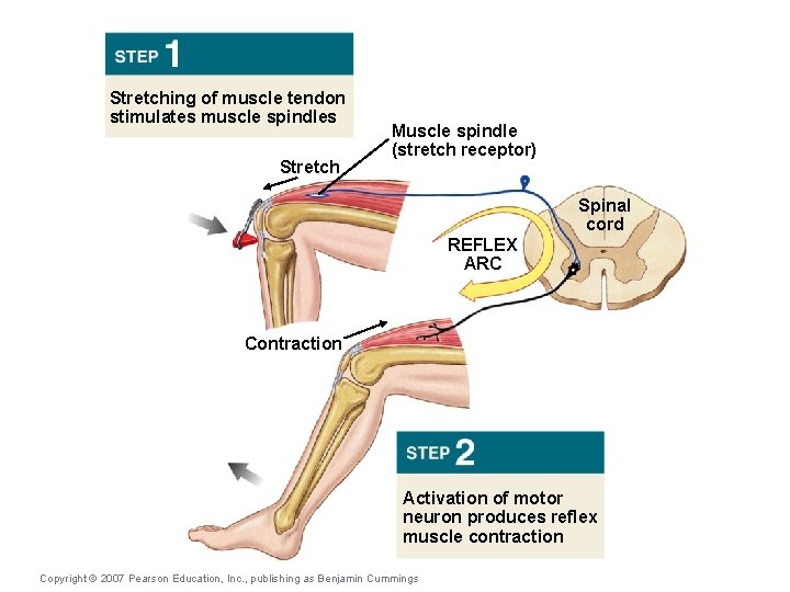 Stretching of muscle tendon stimulates muscle spindles Stretch Muscle spindle (stretch receptor) Spinal cord