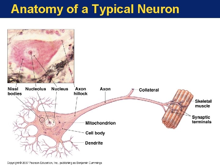 Anatomy of a Typical Neuron 
